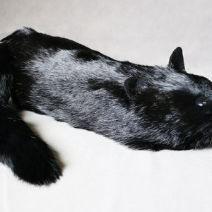 Black Fox Spring Animal by Magic Masters (4635-Y8)